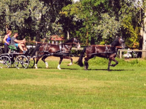 Gita in carrozza ~ Scuderie Baroni ASD