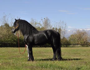 Scuderie Baroni ASD - IPPOGRIFO SCUOLA DI EQUITAZIONE